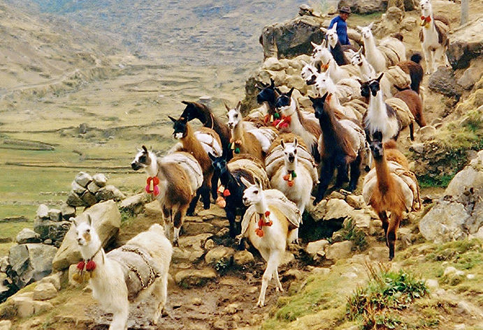 Caravana de llamas