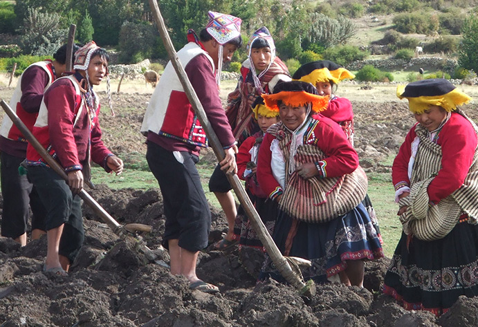 Hombres y mujeres trabajan juntos sembrando papas