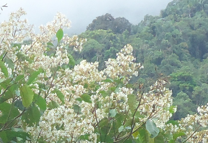 Planta de quinoa blanca en flor