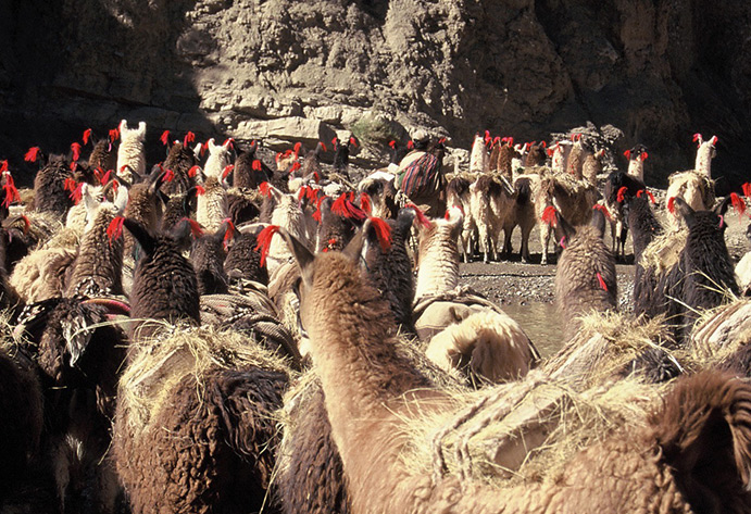 Una caravana de llamas en marcha