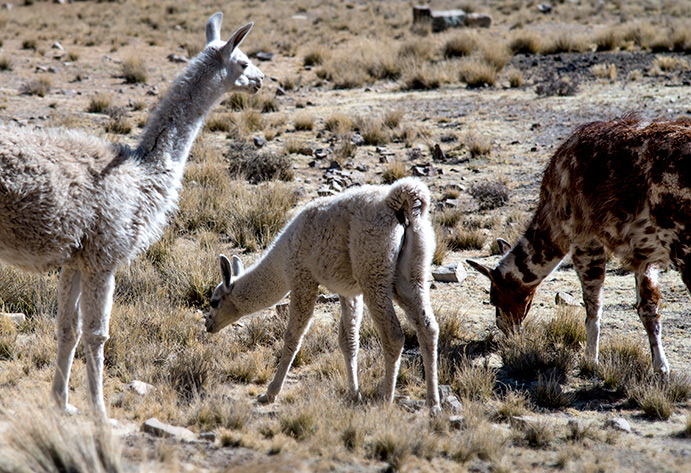 Una caravana de llamas