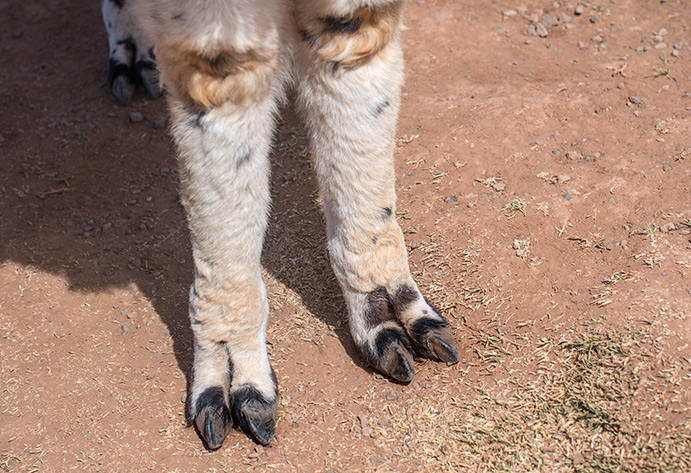 Par de patas de llama