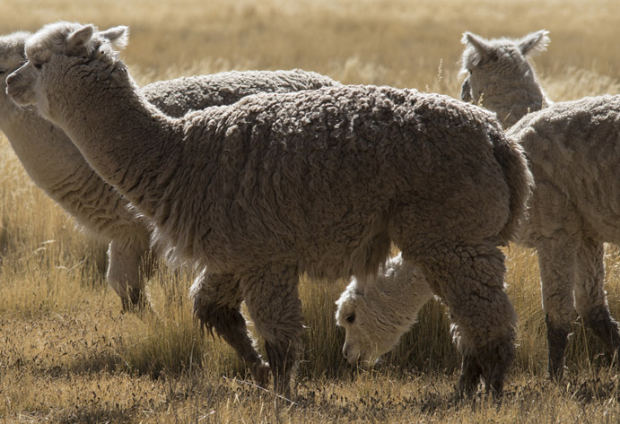 Alpacas