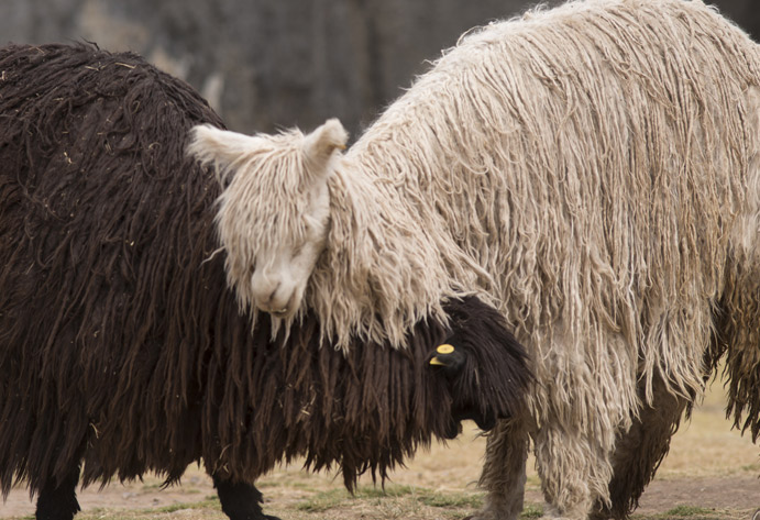 Alpacas