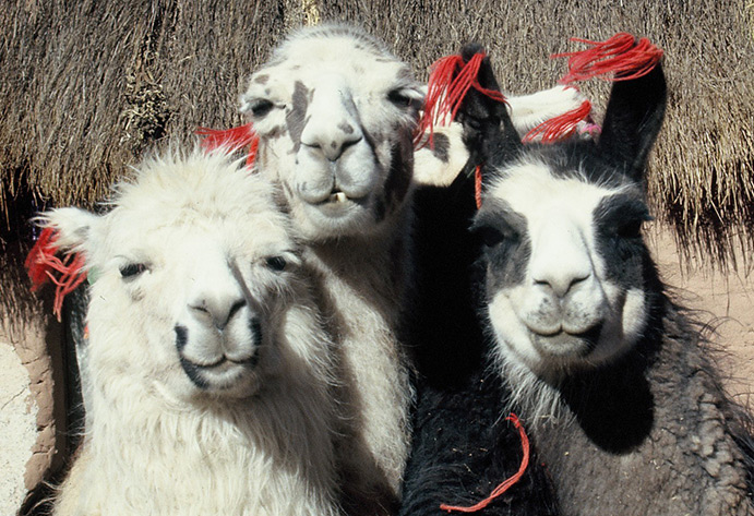 Llamas ataviadas para viajar