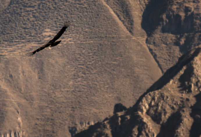 Cóndor en vuelo