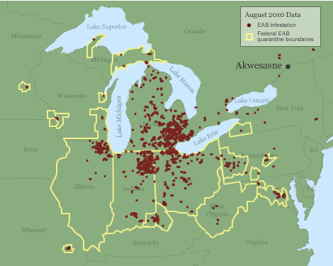 Map of EAB infestation