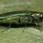 Emerald ash borer