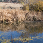 Wetlands