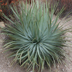 Yucca plant