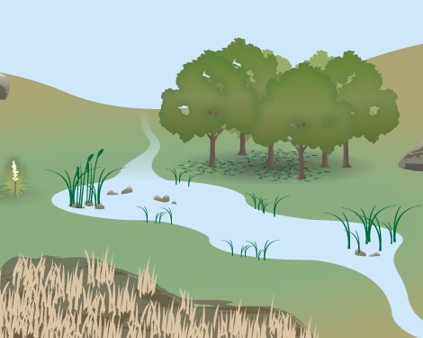 The revitalized wetland