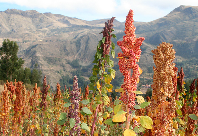 Quinoa plants