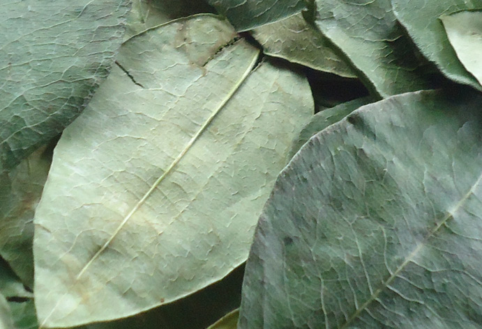 Harvested coca leaves