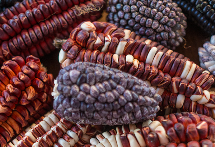 Andean corn