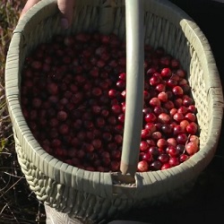 photograph of a basket filled with cranberries