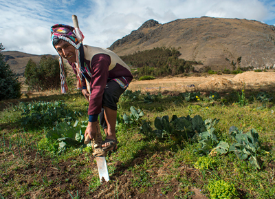 quechua man working outside in the garden