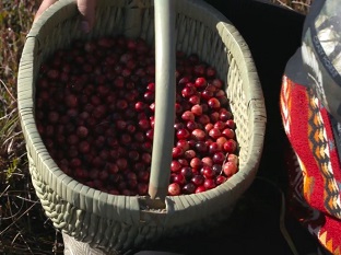 basket filled with cranberries