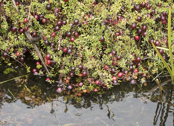 ripe cranberries on a bush in the water