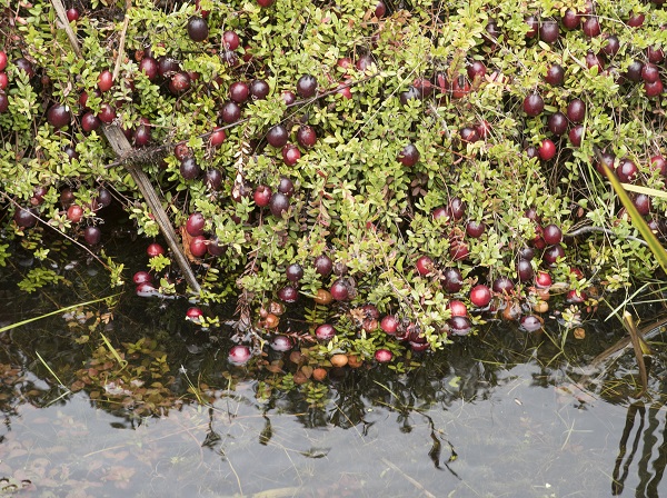 ripe cranberries on a bush in the water