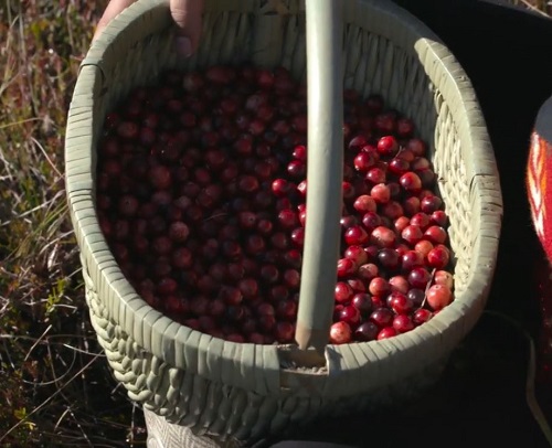 Cranberry Day: Traditional Harvest Festivals