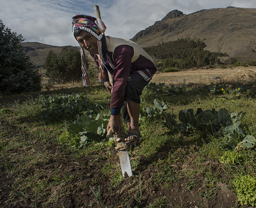 El Imperio Inka: ¿Qué innovaciones pueden proveer alimento y agua para millones?
