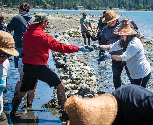 Cultivating Copious Clams in Sea Gardens