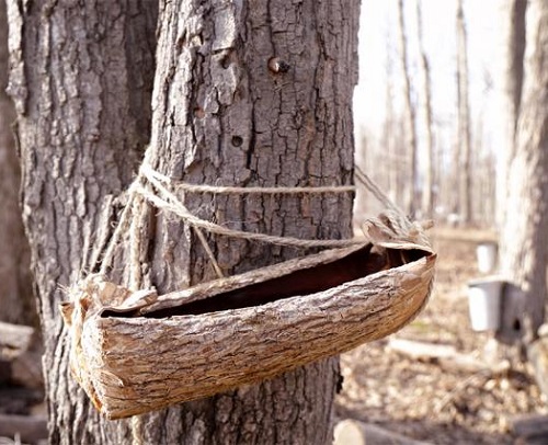 The Indigenous Origins of Maple Syrup