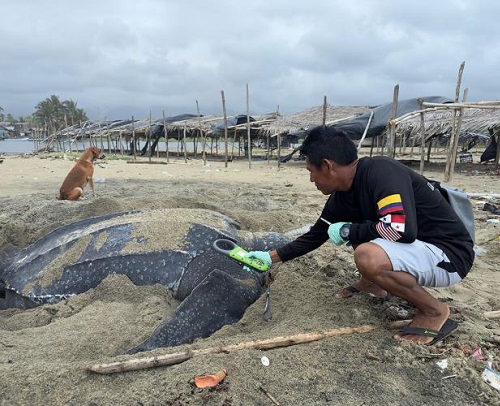 Saving a Sacred Turtle: A Guna Community Strives to Keep the World’s Largest Sea Turtle from the Brink of Extinction